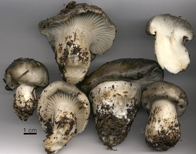 Hygrophorus marzuolus